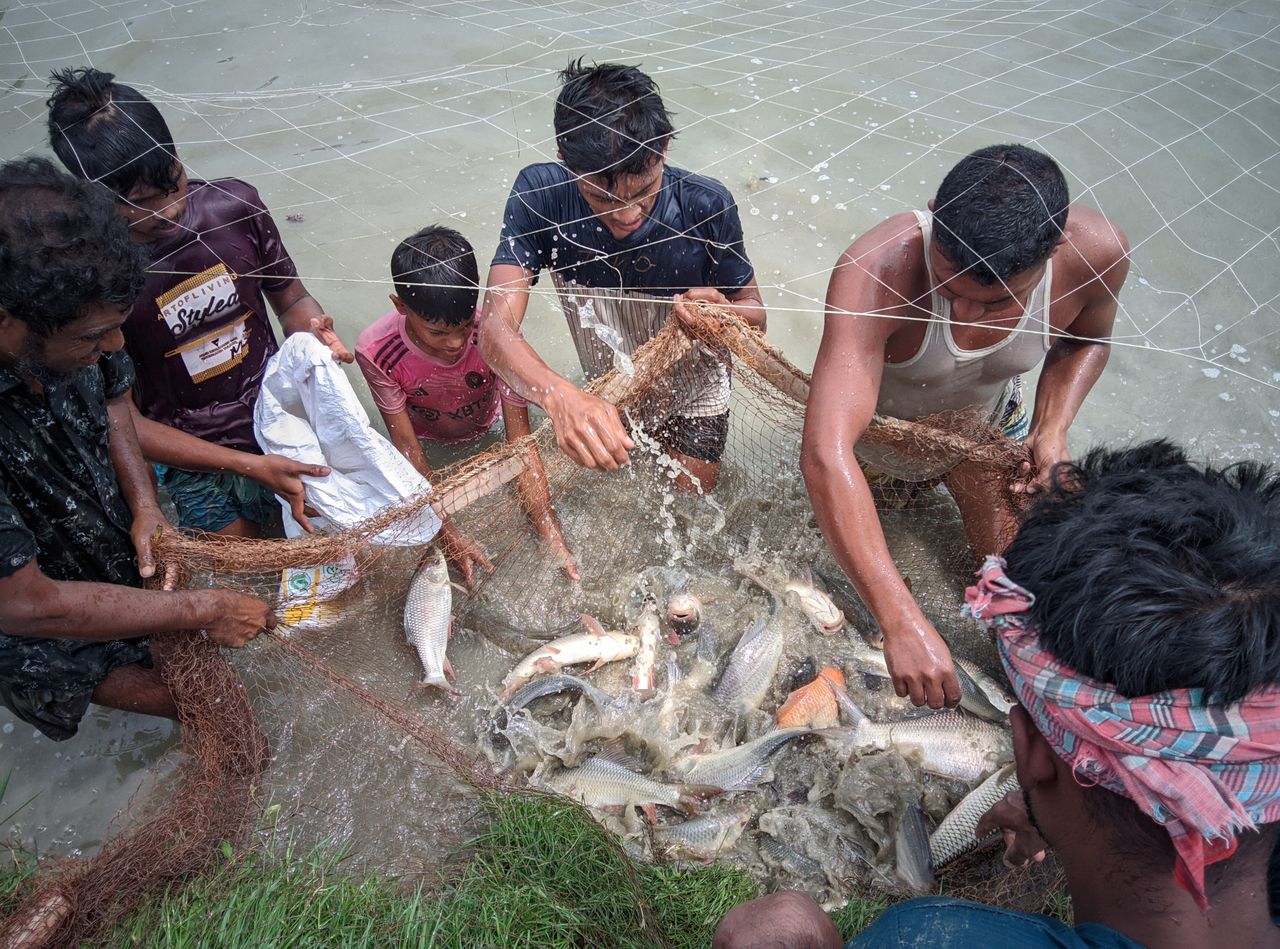 পুকুরে চাষ করা বড় কমন কার্প হাতে নিয়ে দাঁড়িয়ে আছেন চাষি