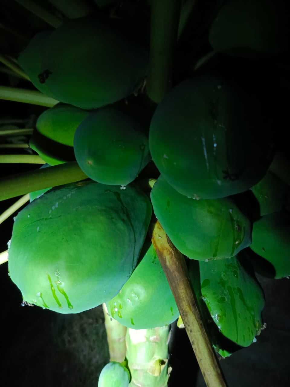 রাতের আলোয় গাছে থোকায় থোকায় ধরে থাকা পেঁপে