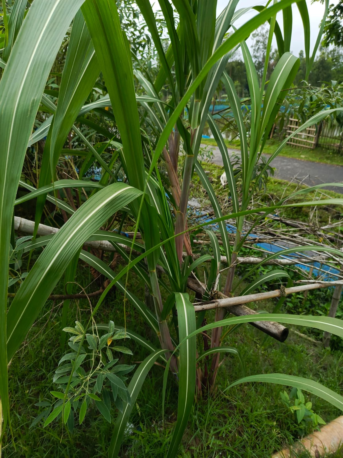 পুকুরের পাড় ঘেঁষে সারি করে লাগানো লম্বা পাতার ফসল