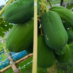 a papaya tree