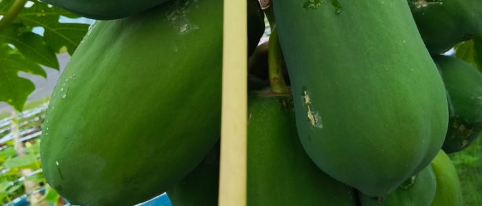 a papaya tree