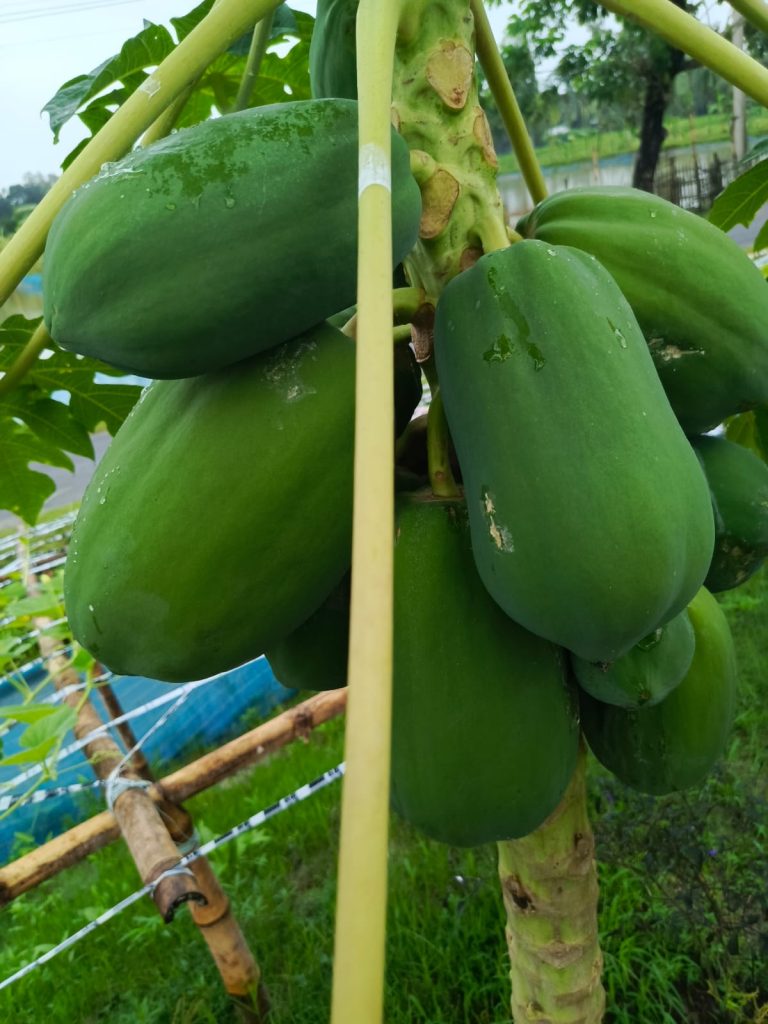 a papaya tree